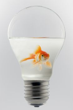 Concept of a goldfish in a light bulb
