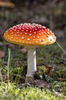 Amanita muscaria in the forest