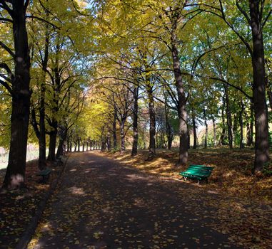 Linden alley in Kiev Botanical garden in the fall. Ukraine