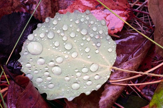 Fallen autumn leaves with water drops