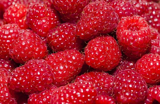  photographed close up ripe red   group raspberries. 