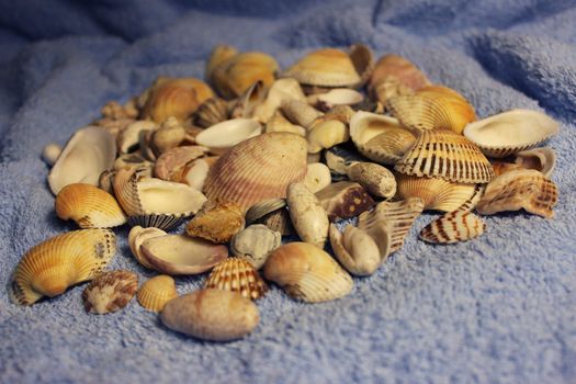 Stones and shells from the Arabian Sea