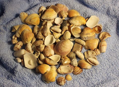 Stones and shells from the Arabian Sea