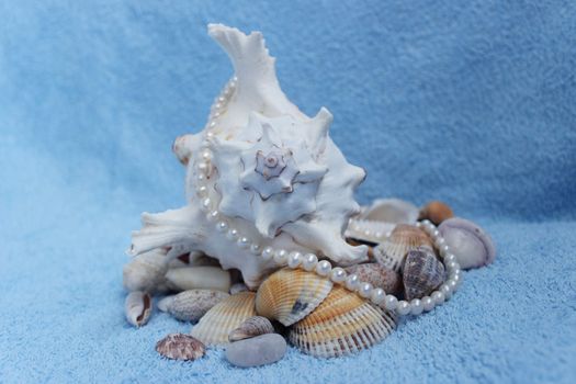 Stones and shells from the Arabian Sea