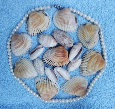 Stones and shells from the Arabian Sea