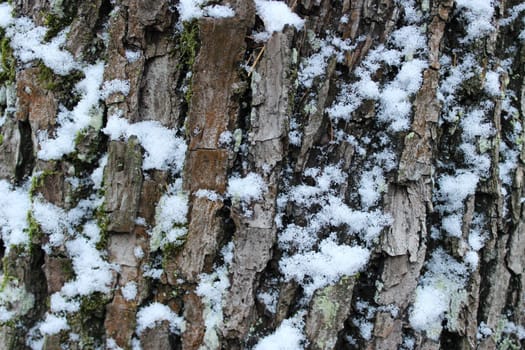 Maple tree bark in the Gatchina park in winter, November 2015