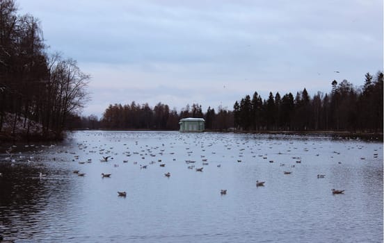 White Lake, Venus pavilion and rookery in Gatchina park. Duck (Anas platyrhynchos), Gulls (Larus michahellis, Larus argentatus), Coot (Fulica atra).