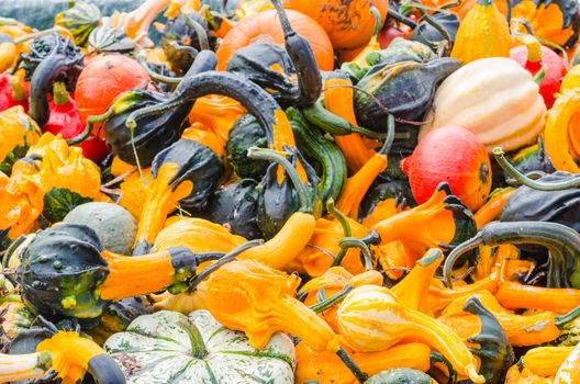 Various pumpkin varieties in diverse
Colors and shapes.