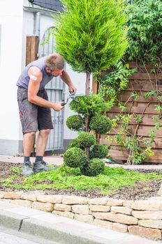 Gardeners in front of a house in the front yard. Trim a Tree of Life or Thuja tree with a hedge trimmer or chainsaw small to maintain its ornamental form.
