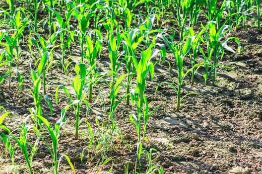 Maize plants in a corn field in the sun.
