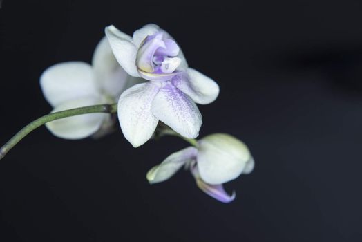 Orchis, Orchidea Phalaenopsis on black background.