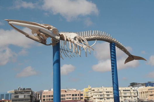 Skeleton of barracuda in Fuerteventura