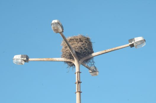 Stork built on top of lamp post in Faro