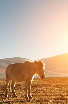 Horse at Tsomoriri lake with golden sunlight, Ladakh, northern India. 