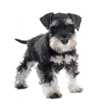 puppy miniature schnauzer in front of white background