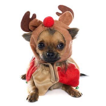 purebred chihuahua in front of white background