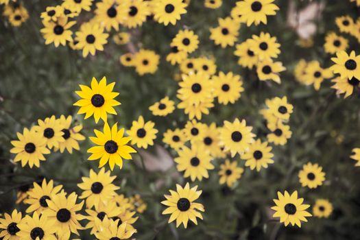 Group of Black Eyed Susans in a garden shot from above.