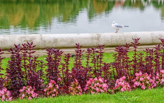 Gull on the lake in the summer park