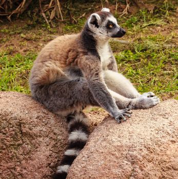 a lemur of madagascar posing in profile sitting on the rocks