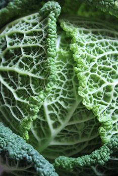 Savoy cabbage super food close up. Top view