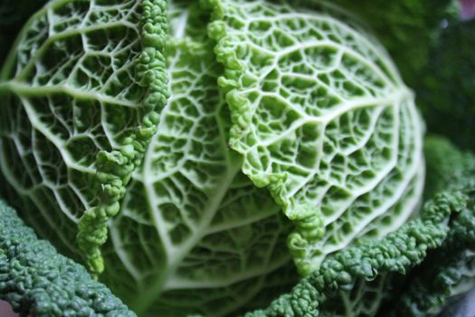 Savoy cabbage super food close up. Top view