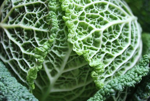 Savoy cabbage super food close up. Top view