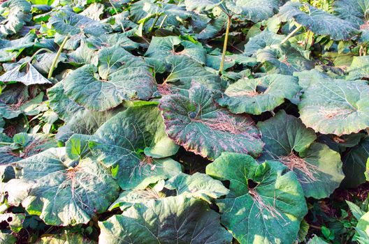 big green leaves of burdock