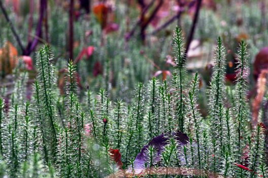 Stiff clubmoss (Lycopodium annotinum) in summer