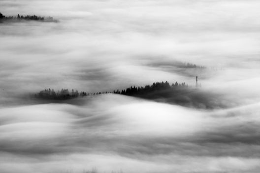 Morning light in a Carpathian misty forest. Early morning. New day 