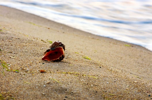 sea shells with sand as background