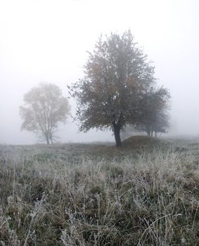 frosty morning landscape with tree