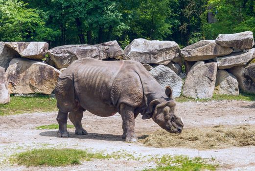 Rhinoceros in the zoo