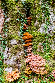 The standard for the name mushroom is the cultivated white button mushroom, Agaricus bisporus