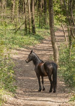 Wild horse on pasture in a forest in Italy