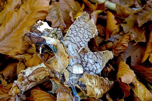 The standard for the name mushroom is the cultivated white button mushroom, Agaricus bisporus