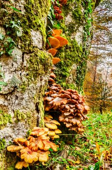 The standard for the name mushroom is the cultivated white button mushroom, Agaricus bisporus