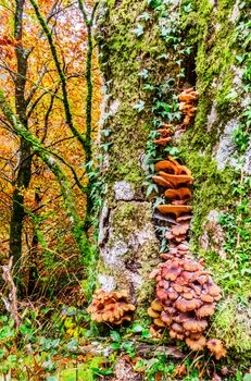 The standard for the name mushroom is the cultivated white button mushroom, Agaricus bisporus