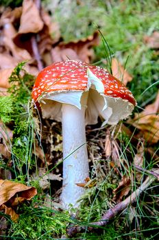 The standard for the name mushroom is the cultivated white button mushroom, Agaricus bisporus