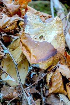 The standard for the name mushroom is the cultivated white button mushroom, Agaricus bisporus