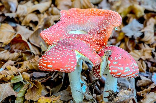 The standard for the name mushroom is the cultivated white button mushroom, Agaricus bisporus