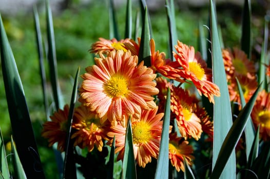 Autumn Chrysanthemum flower in the garden.