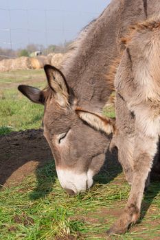 The donkeys are kept in the fold.