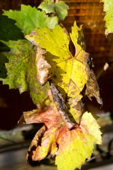 Colorful grape leaves in the autumn sunshine.