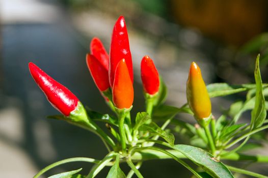 The chili pepper (Capsimum frutescens) ripe, red fruits.