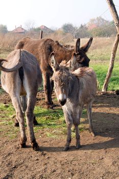 The donkeys are kept in the fold.