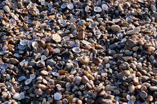 Many small shells and pebbles on the beach.