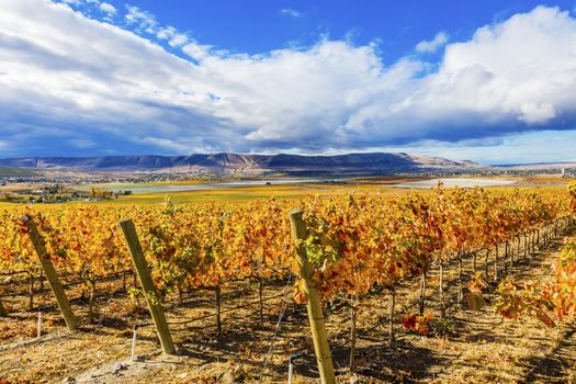 Yellow Orange Leaves Vines Rows Grapes Wine Autumn Vineyards Red Mountain Benton City Washington