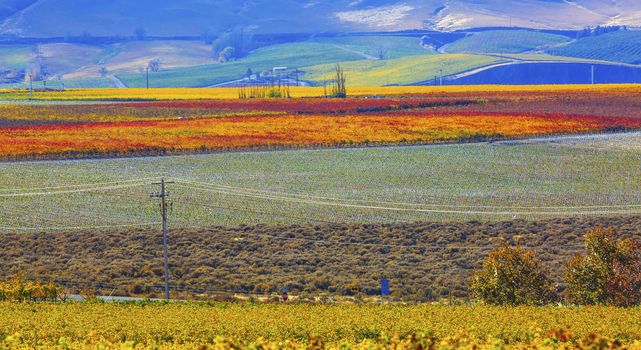 Red Mountain Autumn Yellow Orange Red Leaves Colorful Vineyards Vines Rows Grapes Wine Red Mountain Benton City Washington