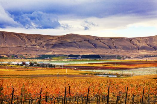 Orange Leaves Vines Rows Grapes Wine Colorful Fields Autumn Red Mountain Benton City Washington