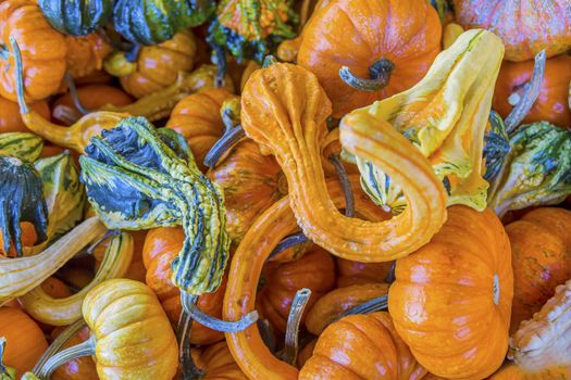 Orange Green Yellow Gourds Calabash Cucurbita Pepo Pumpkins Squash